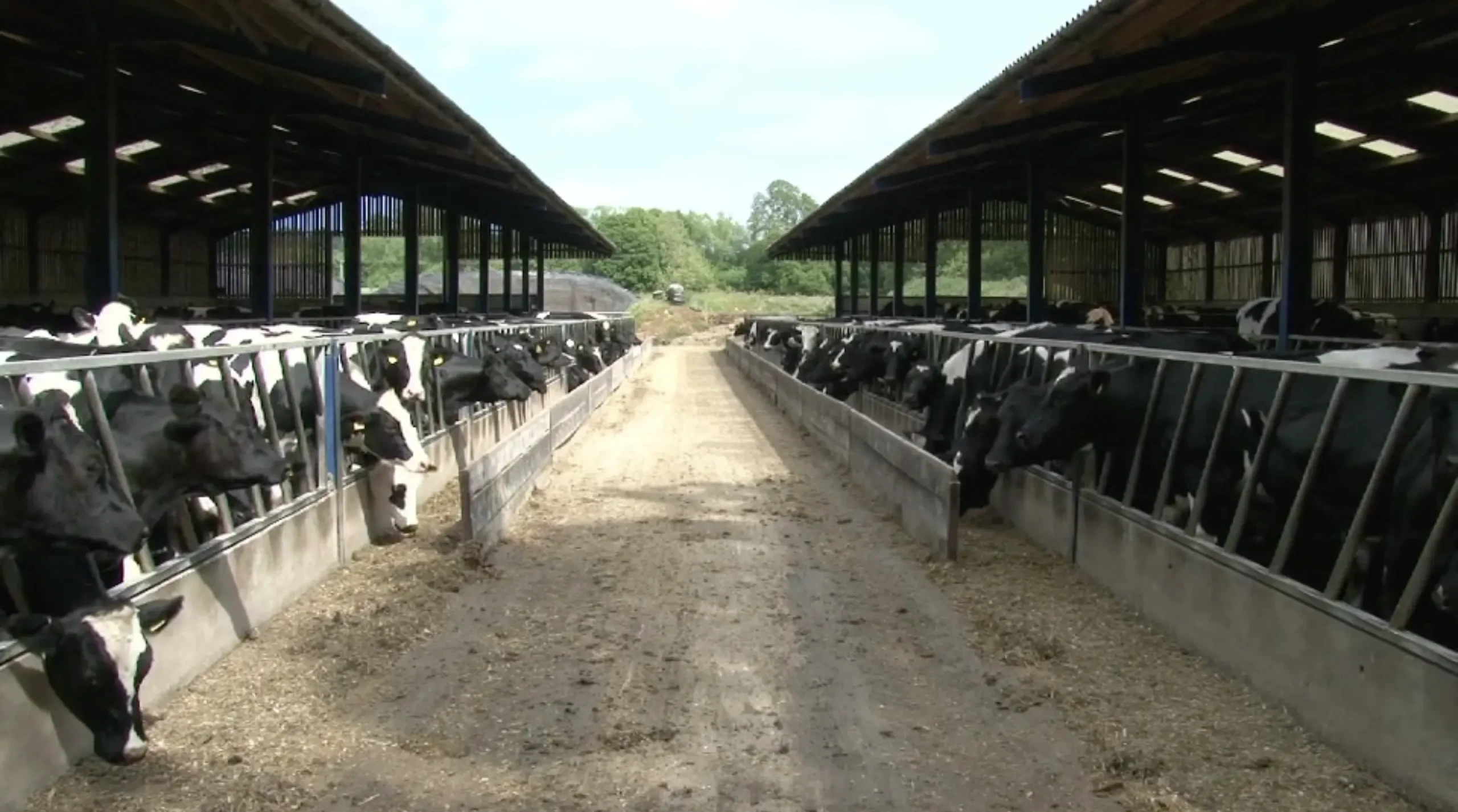 KEYPrime Advanced Cows Image