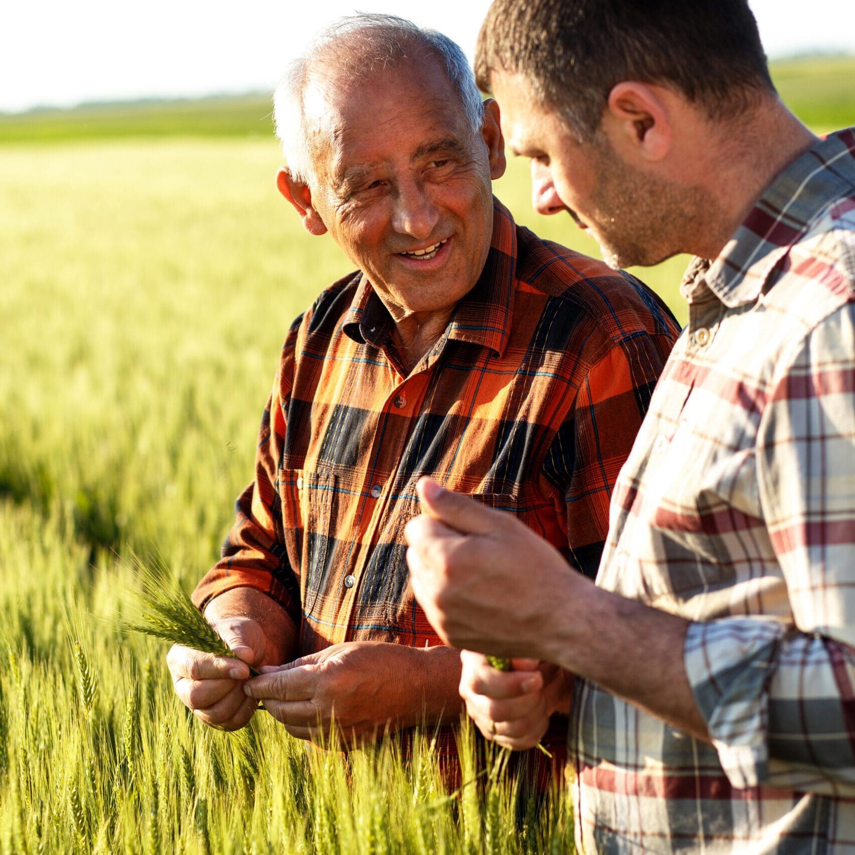 Two Farmers In A Field Examining Wheat