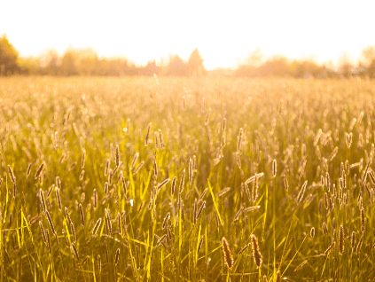 Field Of Wheat Image