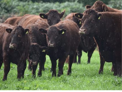 Field Of Cows Looking At The Camera Image