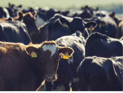 Cows In A Field Image
