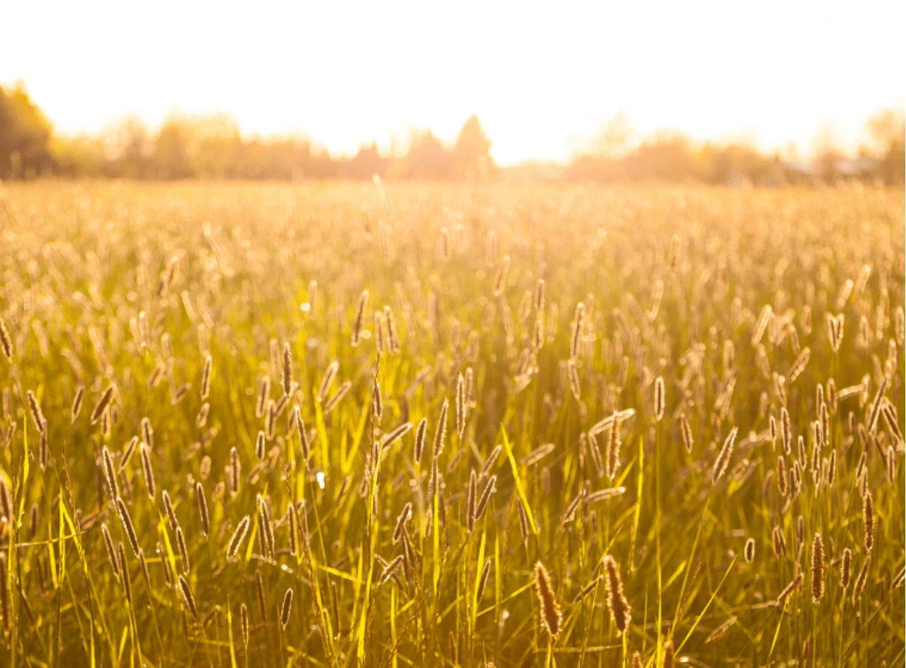 Make Smarter Decisions on Your Farm with Geofolia