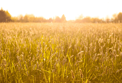 How To Maximise Farm Profits In A New Era For UK Agriculture