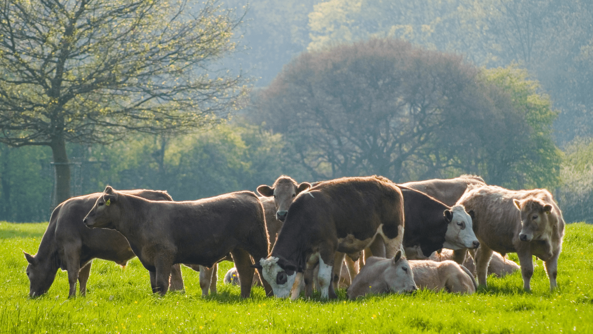 Animal Health Checks and Performance Reviews: How to Boost Herd Efficiency with Accurate Data
