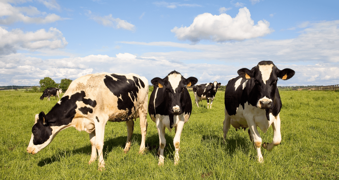 The Dairy Show - Landmark