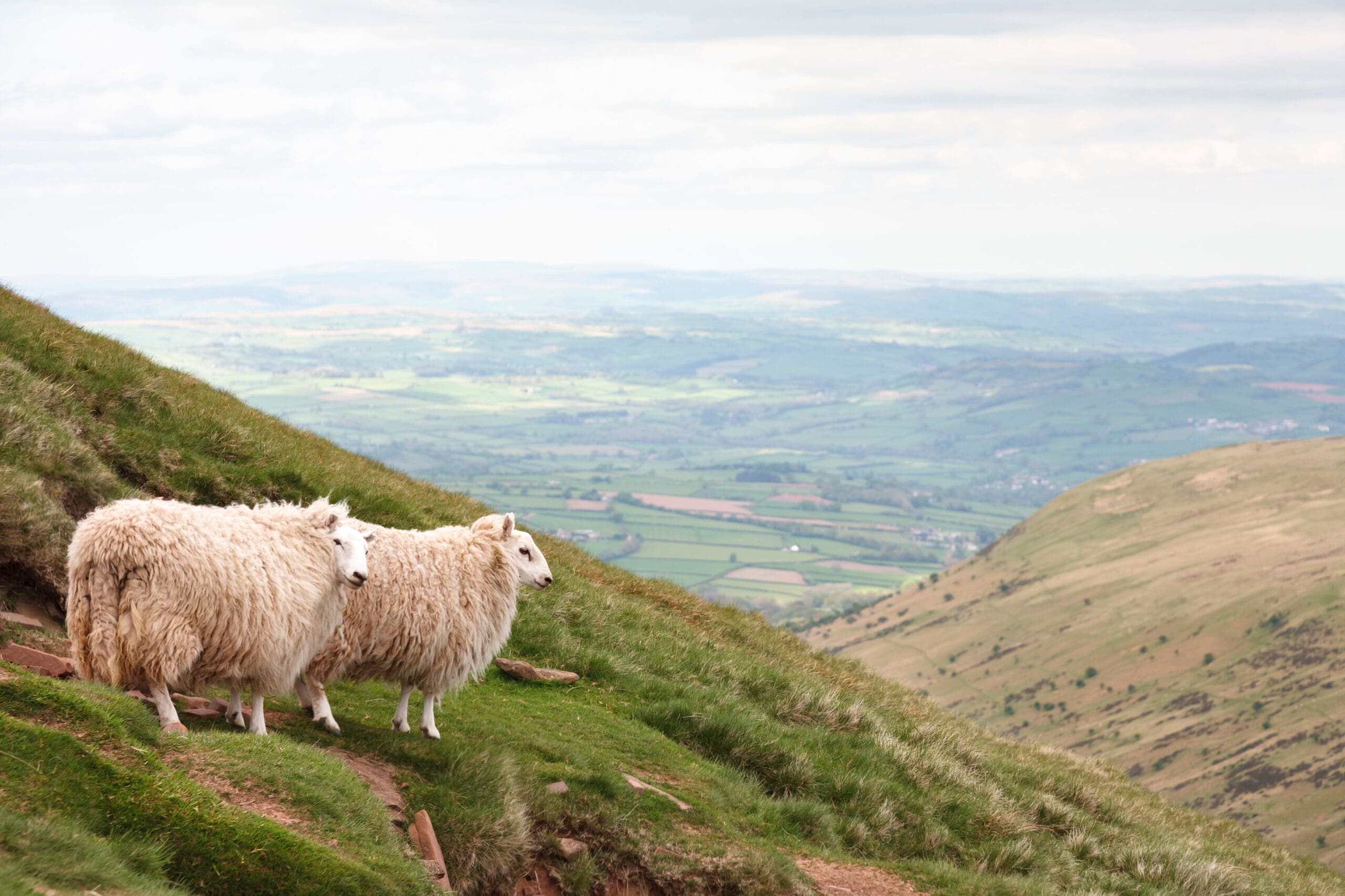 Royal Welsh Show - Landmark